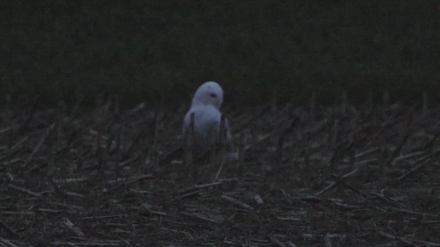 Snowy Owl - ML393921381