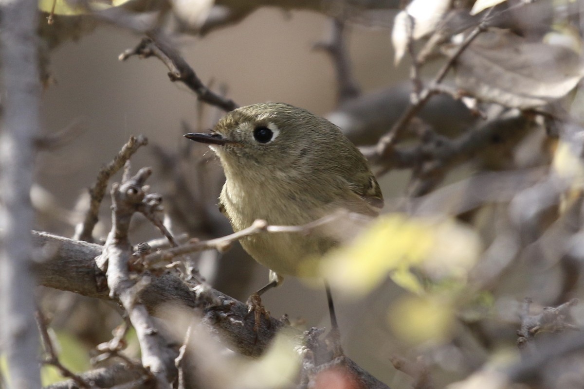 Ruby-crowned Kinglet - Vicki  Sandage