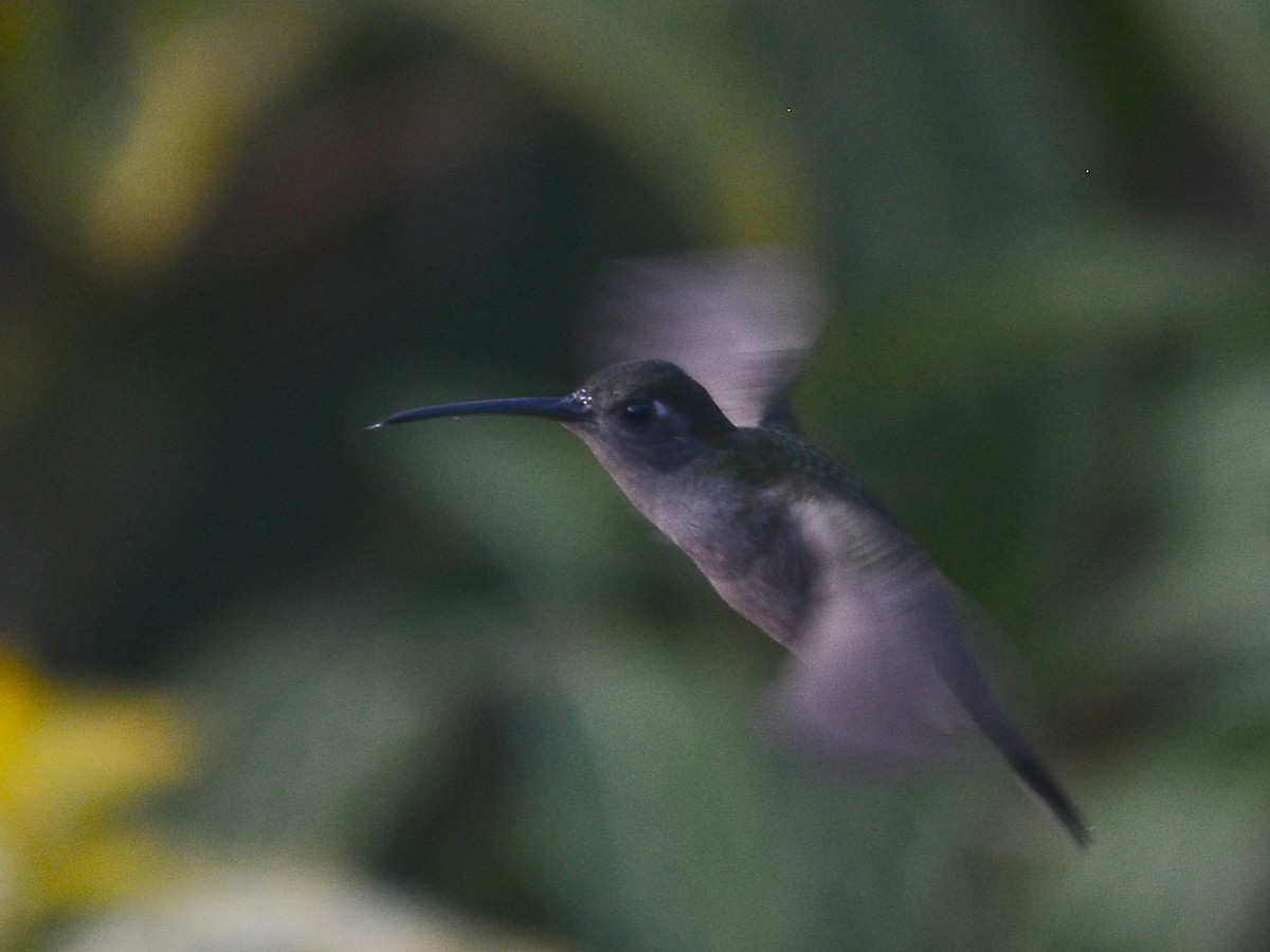 kolibřík šedoprsý - ML39392211