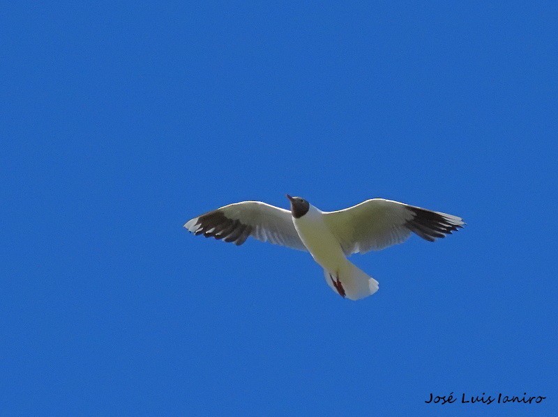 Brown-hooded Gull - ML393922431