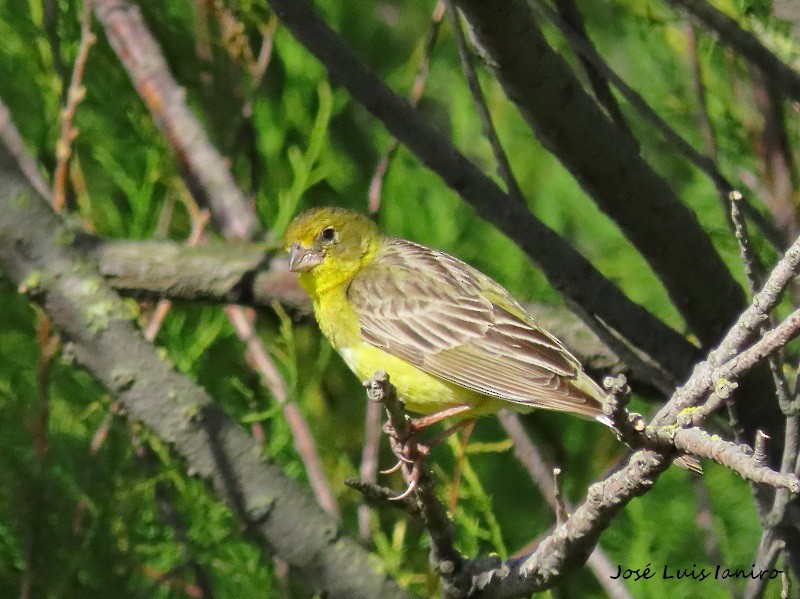 Grassland Yellow-Finch - ML393923011