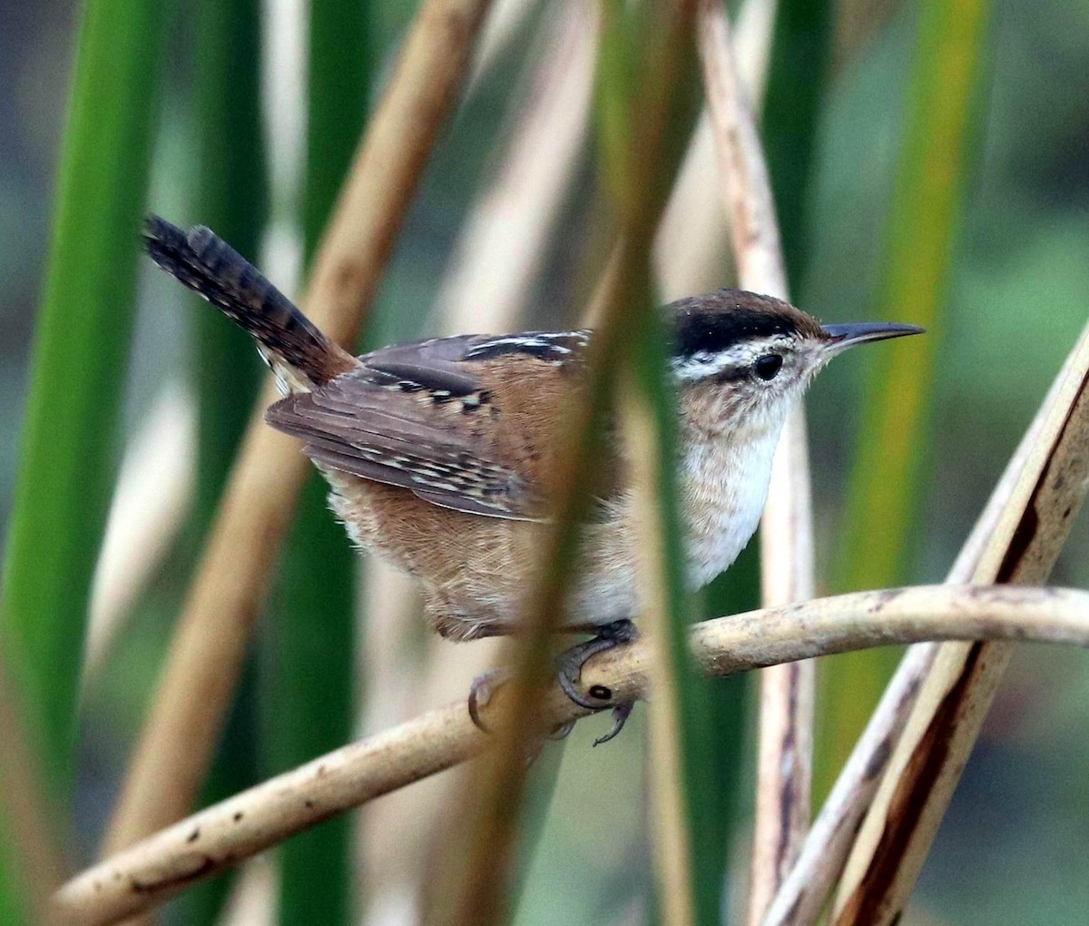 Marsh Wren - William Scott