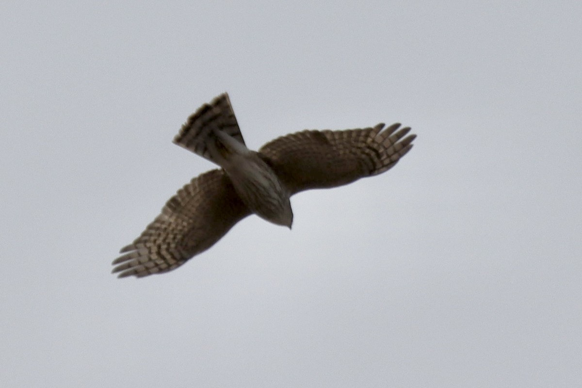 Sharp-shinned Hawk - ML393924451