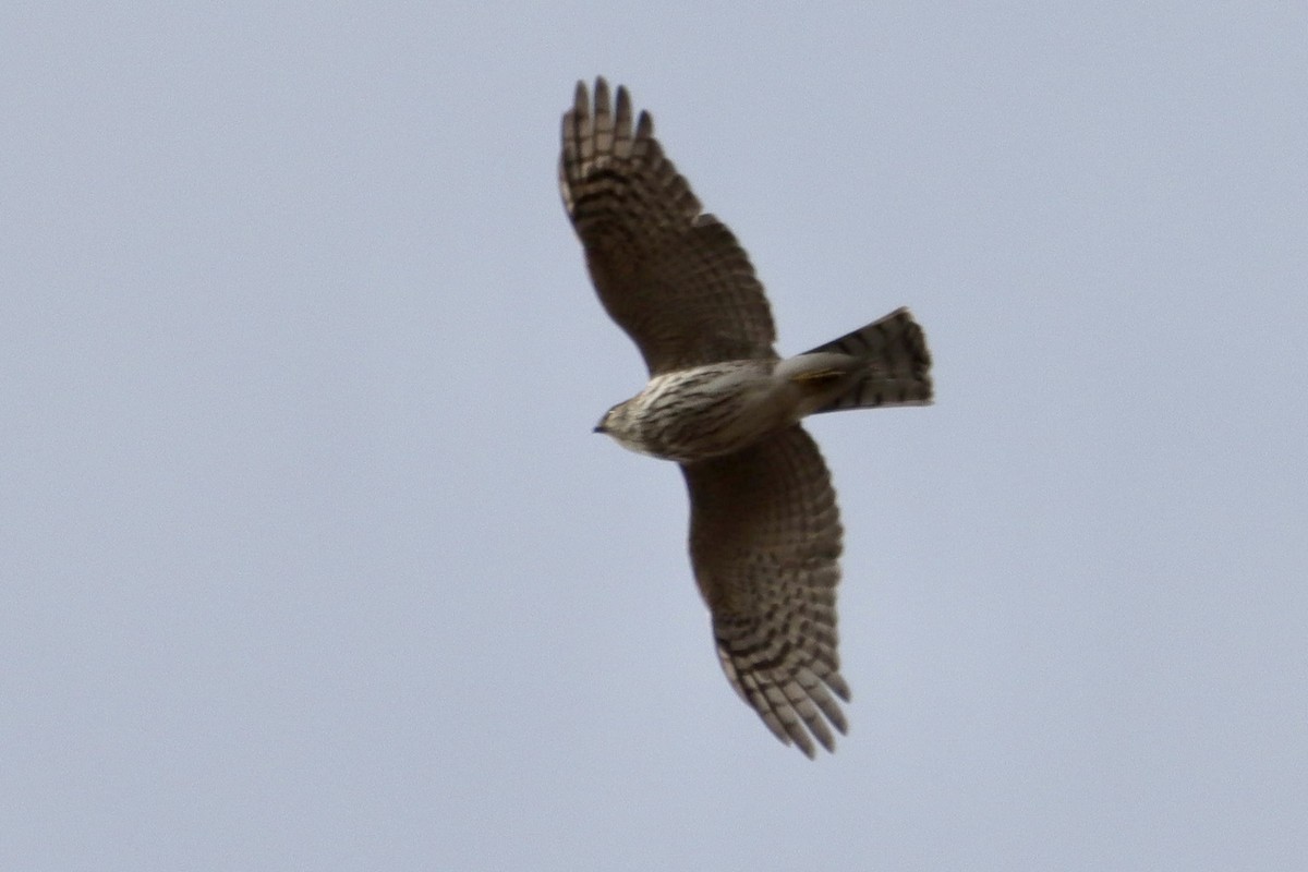 Sharp-shinned Hawk - ML393924471