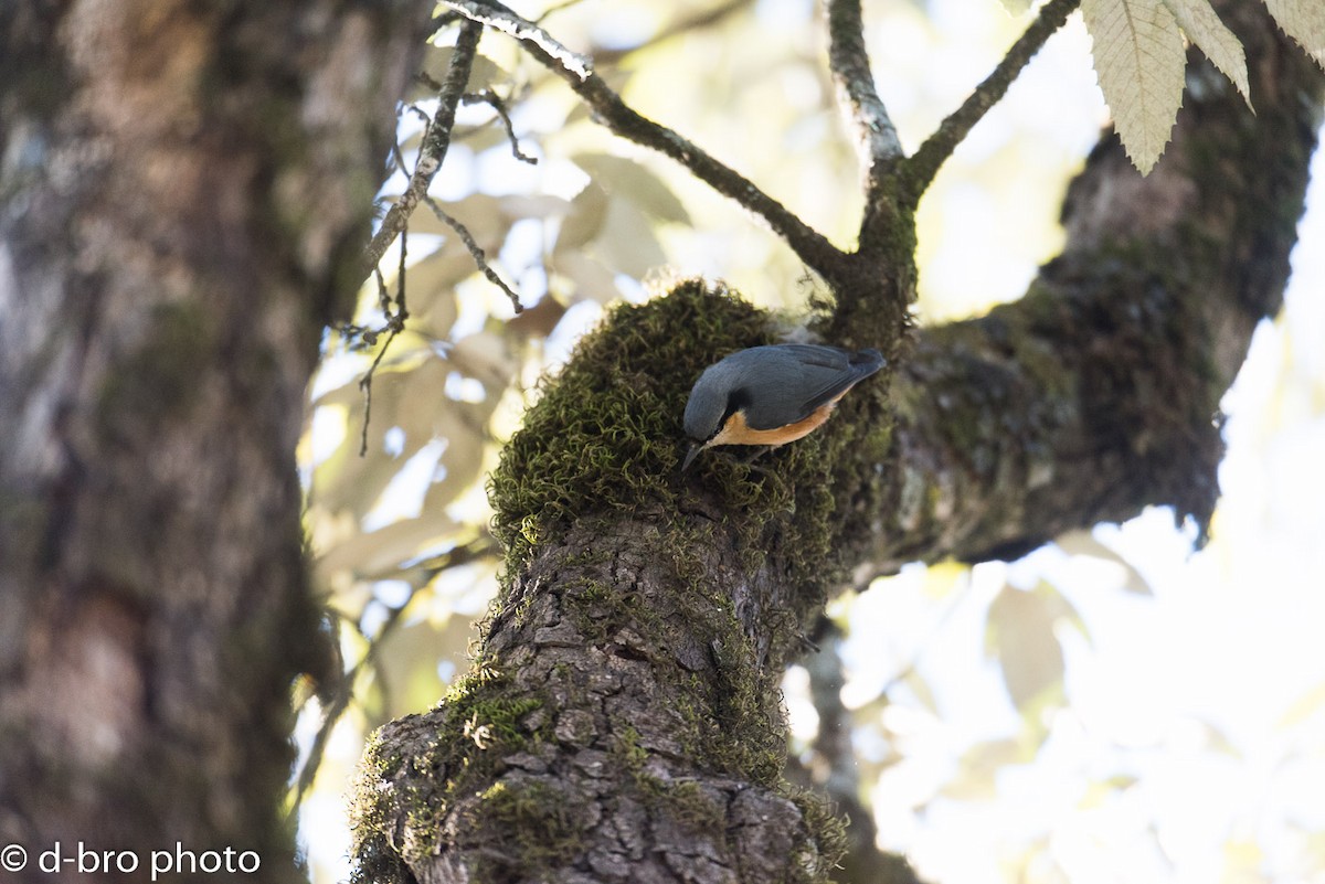 White-tailed Nuthatch - David Broska