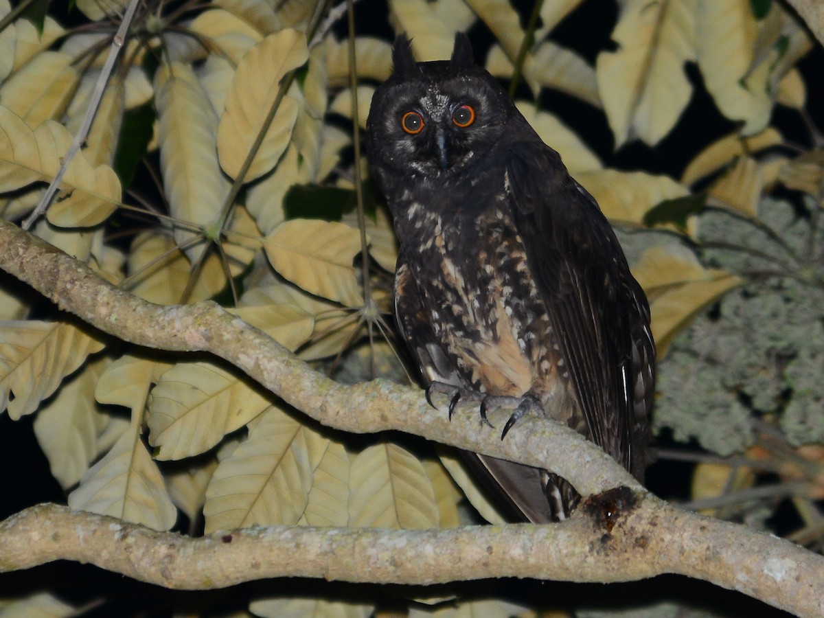 Stygian Owl - ML39392581