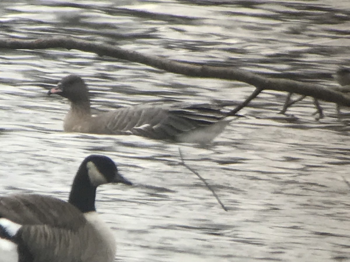 Pink-footed Goose - ML393926701