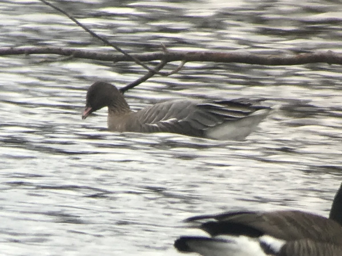 Pink-footed Goose - ML393926741