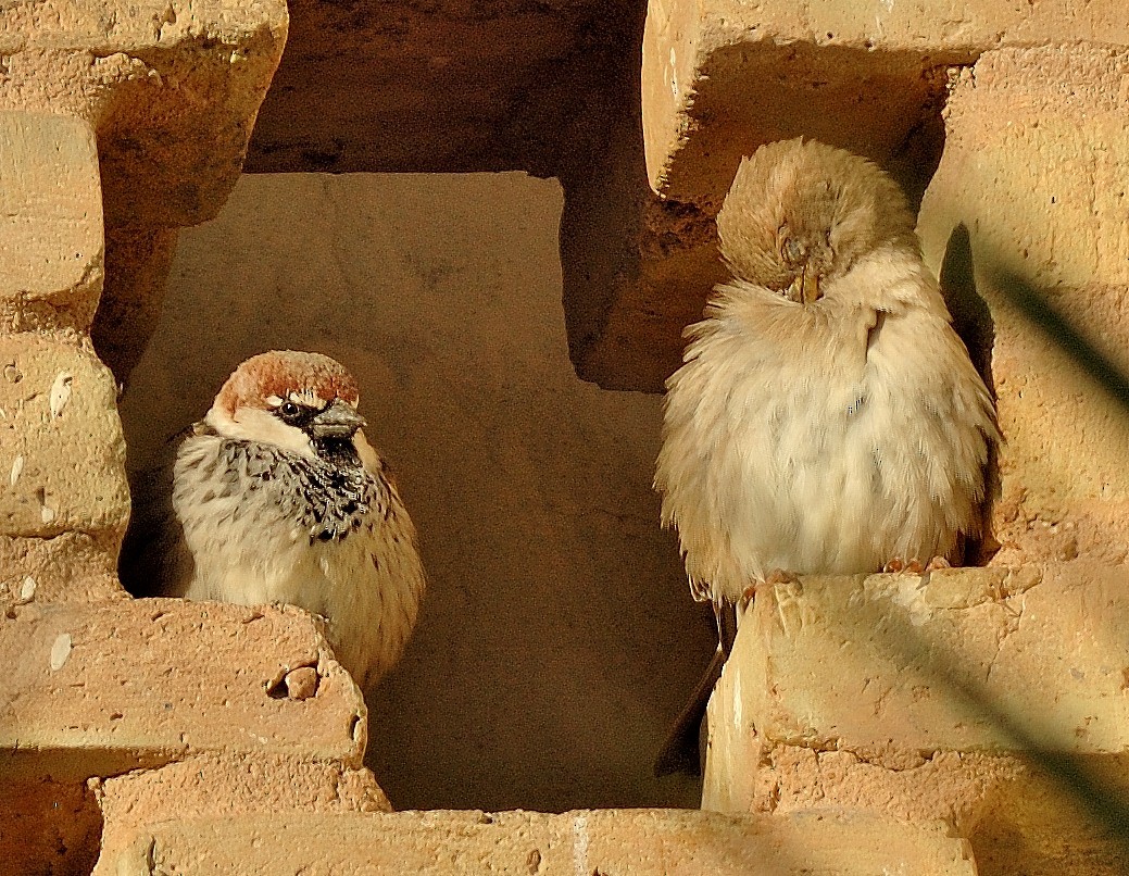 Spanish Sparrow - ML39392841