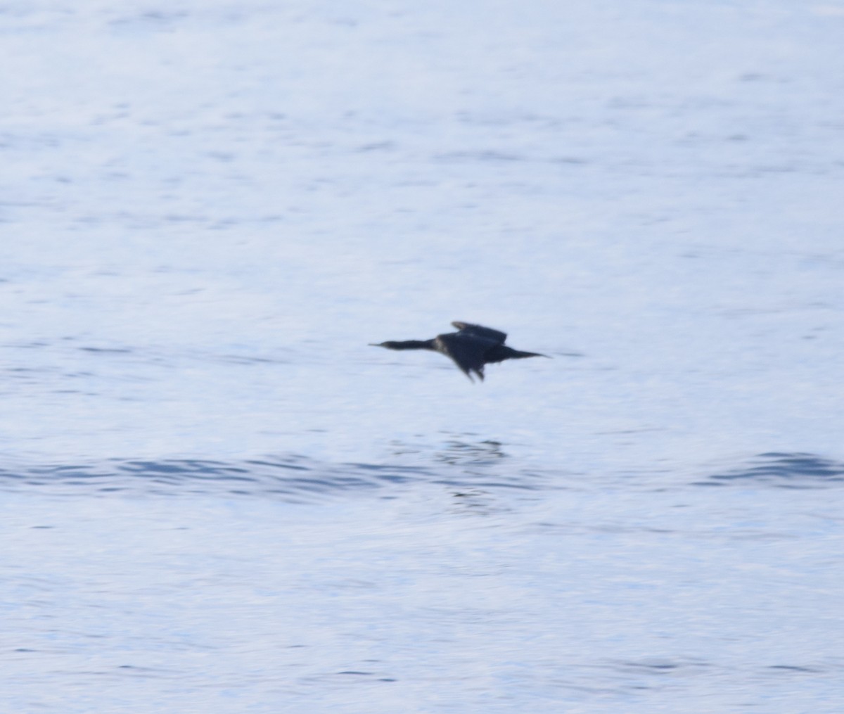 Pelagic Cormorant - Carolyn Pullman