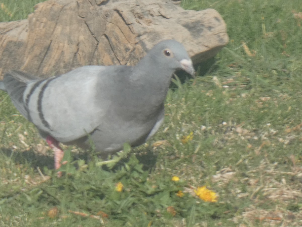 Rock Pigeon (Feral Pigeon) - Glenn Vakalala