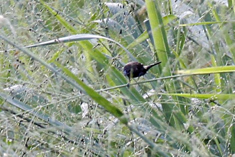Streak-headed Munia - ML393930481