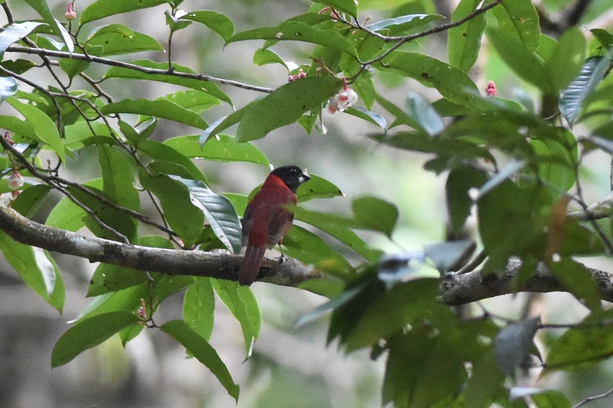 Red-and-black Grosbeak - Antoine Reboul