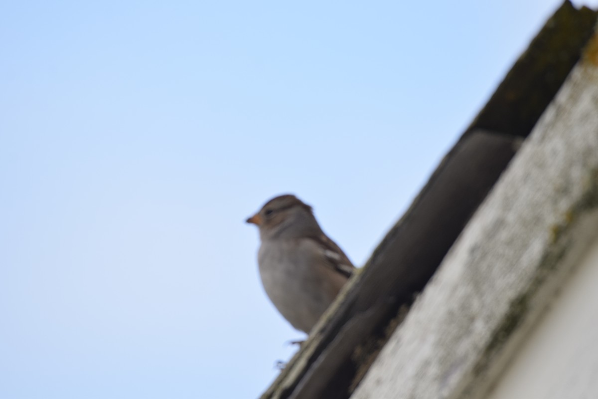 White-crowned Sparrow - ML393932271