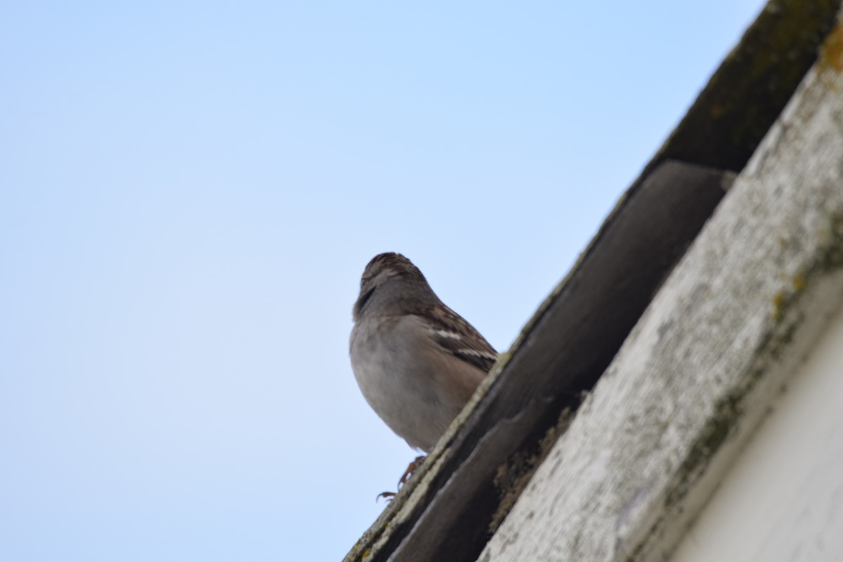 White-crowned Sparrow - ML393932291