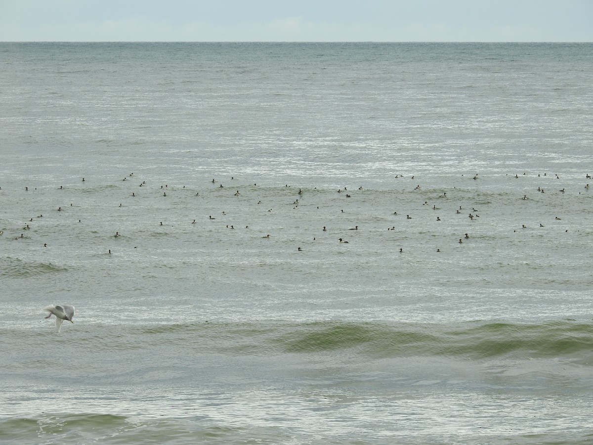 Red-breasted Merganser - ML393933221