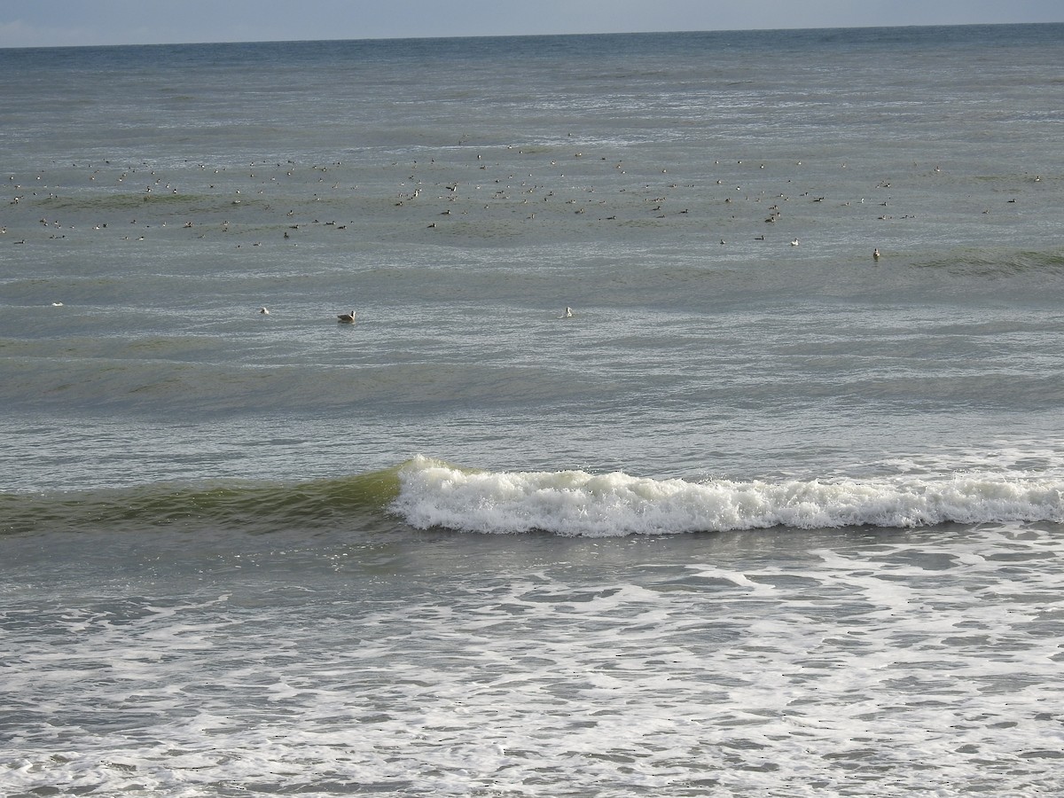 Red-breasted Merganser - ML393933261