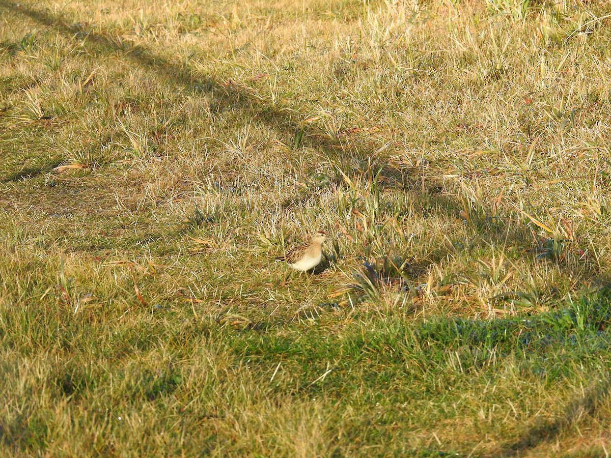 Sharp-tailed Sandpiper - ML393935091