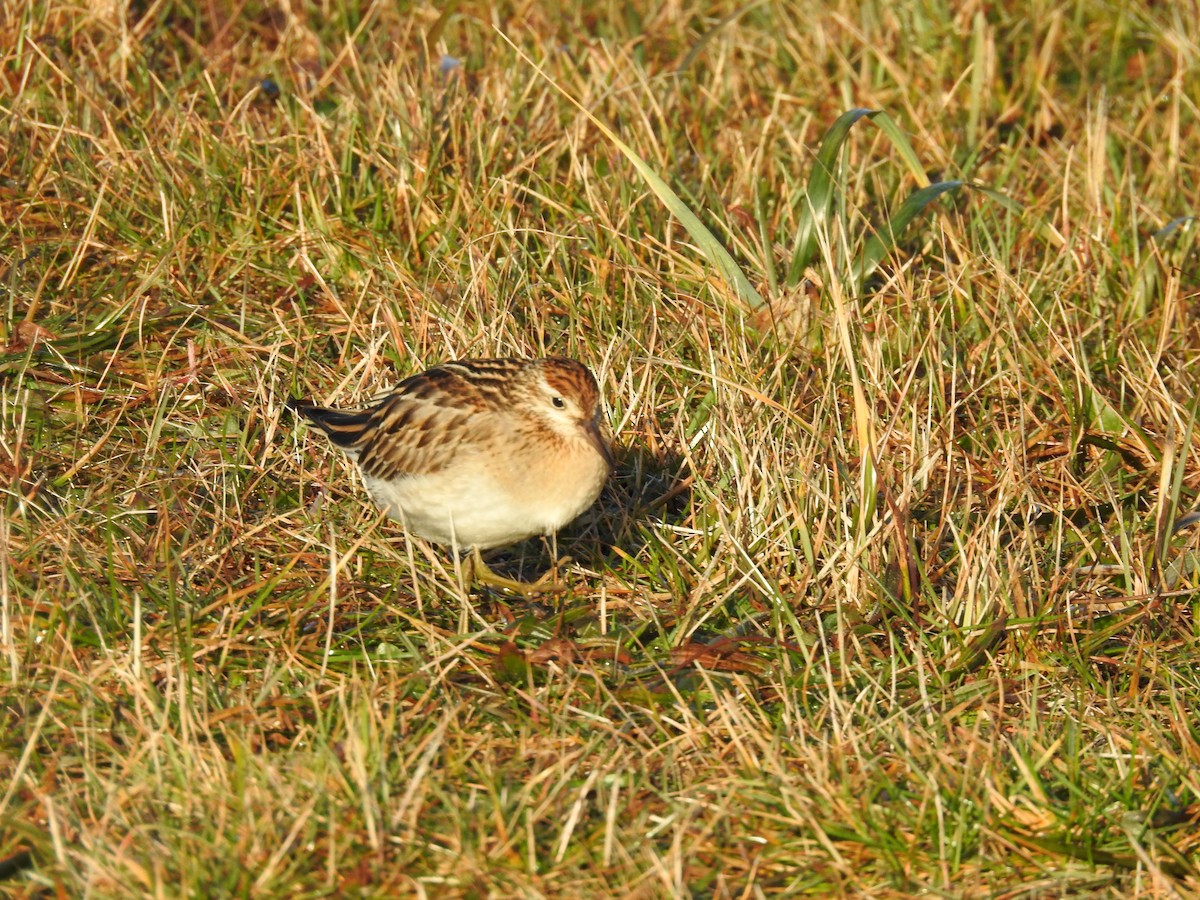 Sharp-tailed Sandpiper - ML393935171