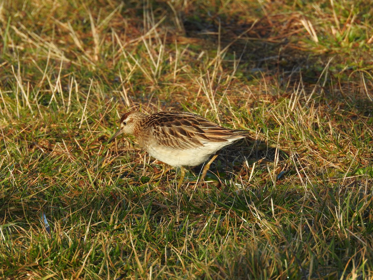 Sharp-tailed Sandpiper - ML393935251