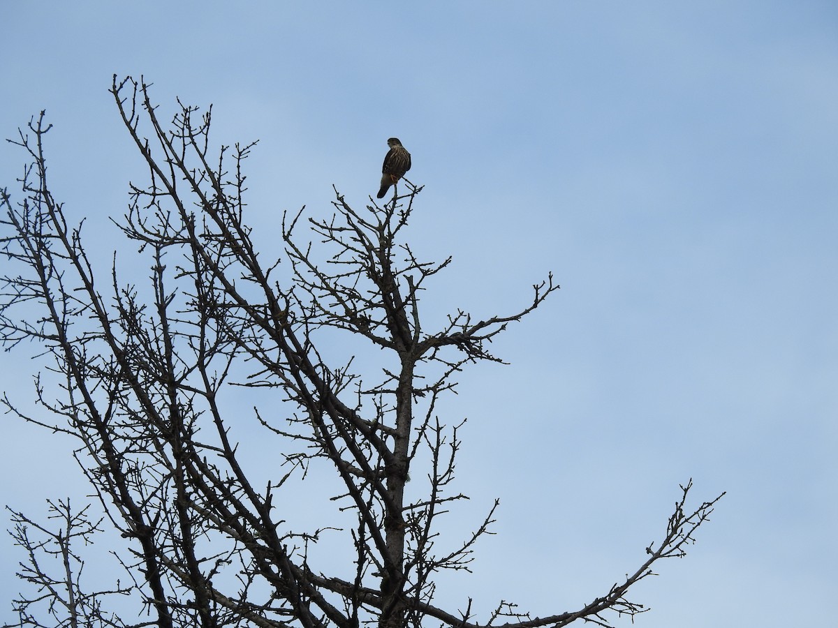 Merlin - ML393935331