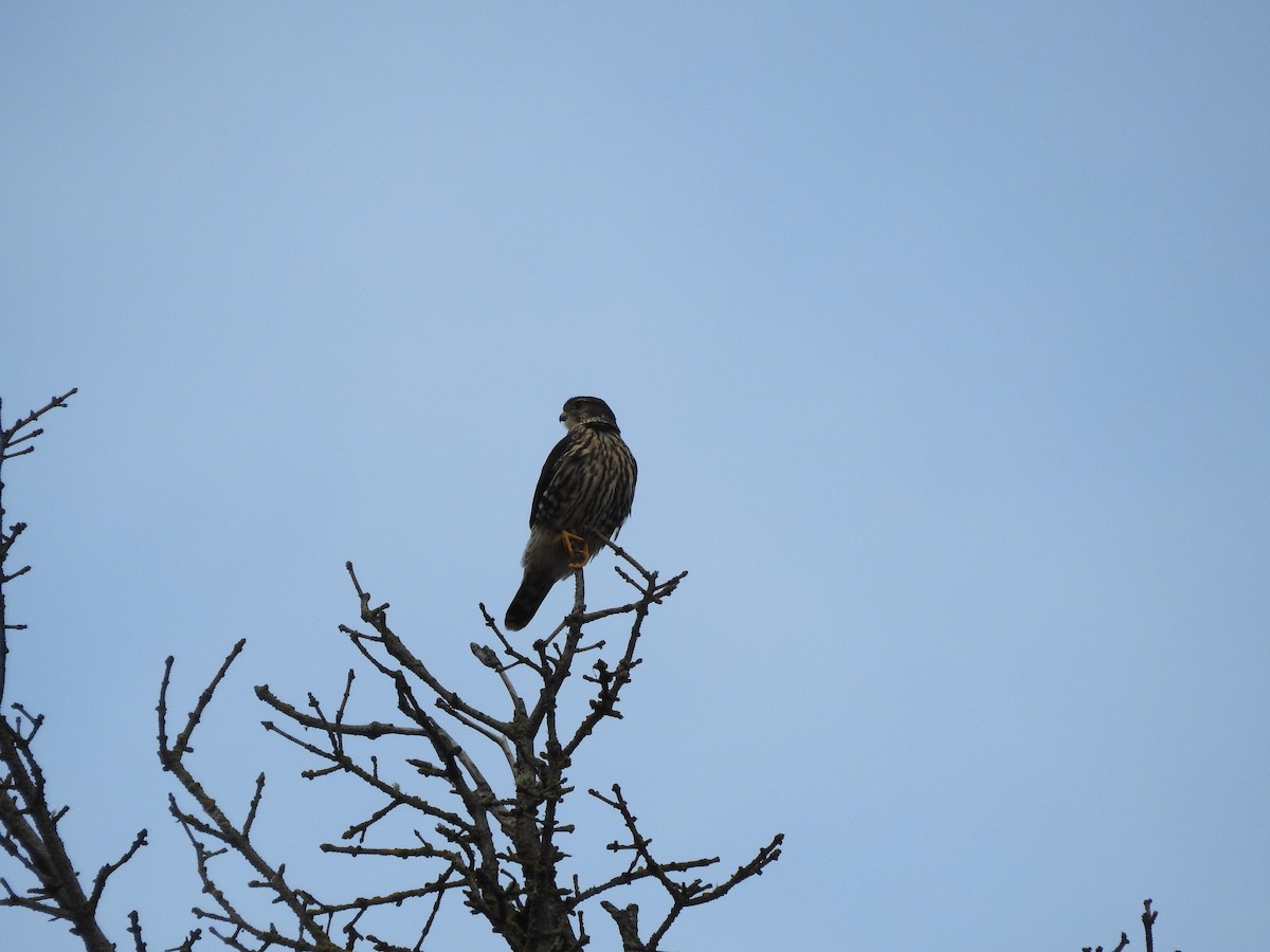 Merlin - ML393935351