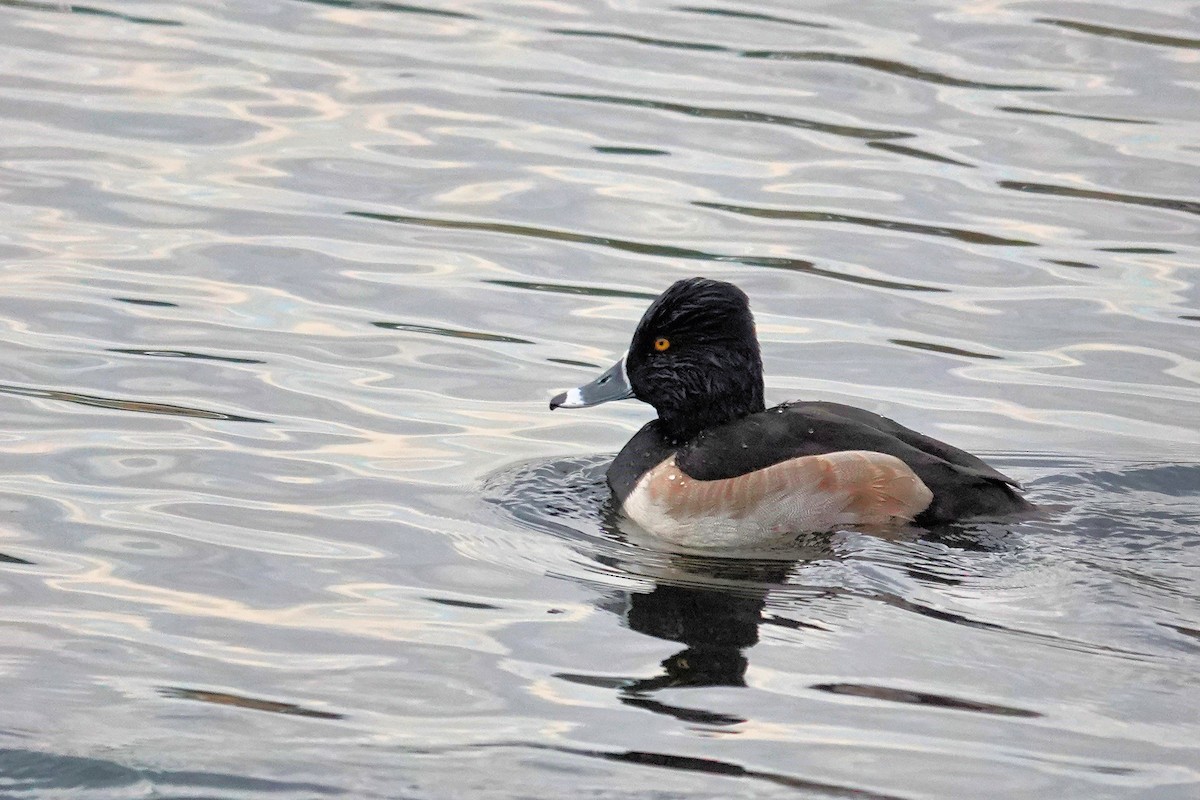 Ring-necked Duck - Alan Mitchnick