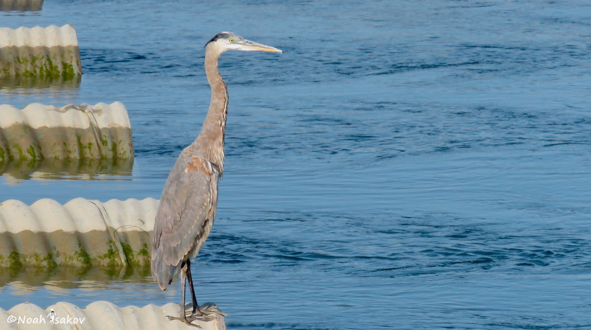 Great Blue Heron - ML393945271