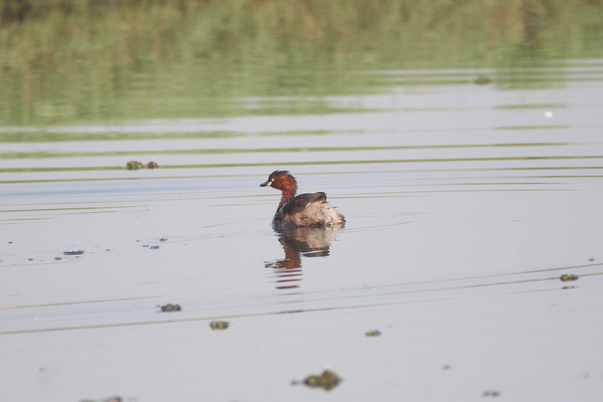 Little Grebe - ML39394621