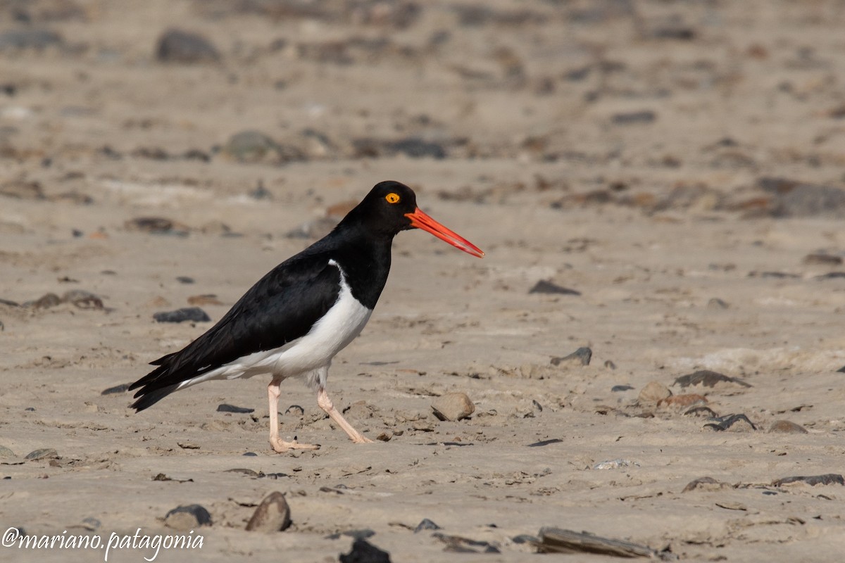 Magellanic Oystercatcher - ML393948601