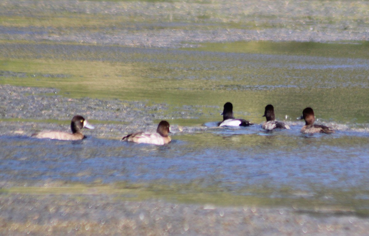 Lesser Scaup - ML393948661