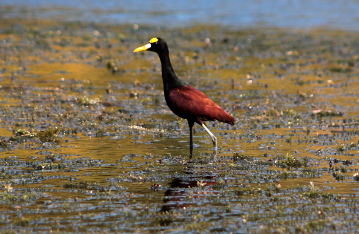 Northern Jacana - Mario Trejo