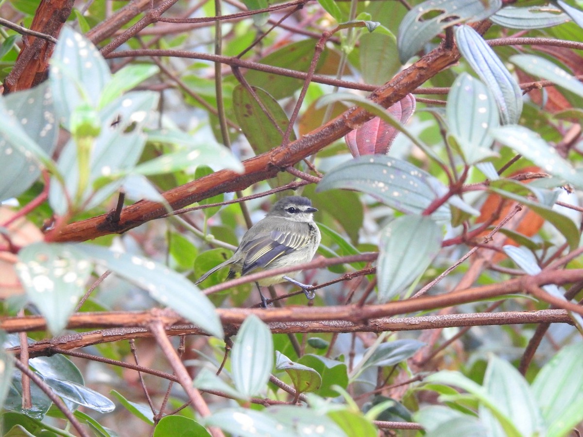 Spectacled Tyrannulet - ML393949891