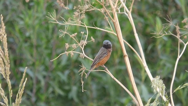 Dark-throated Seedeater - ML393951661