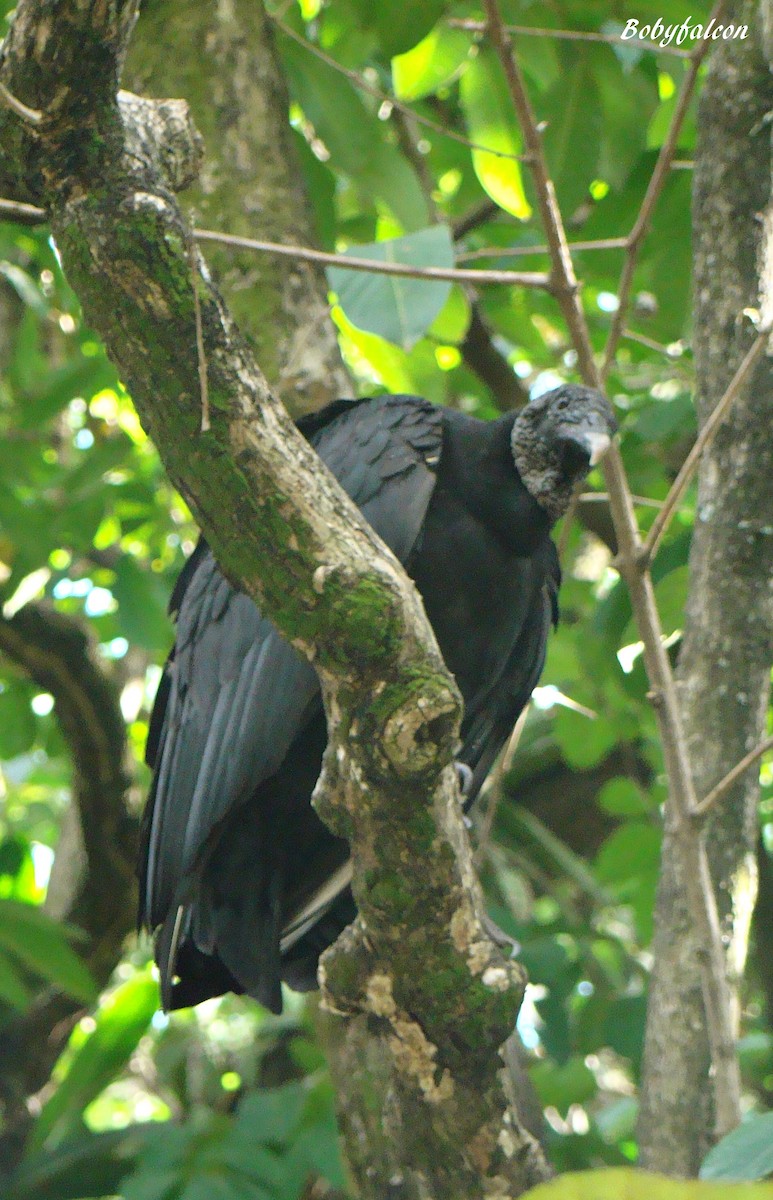 Black Vulture - ML39395241