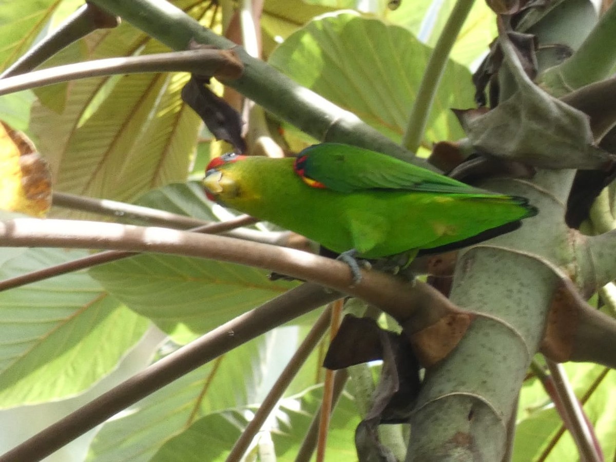 Kosta Rika Papağanı - ML393953451