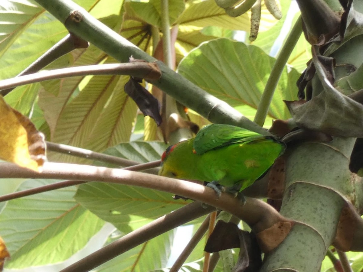 Red-fronted Parrotlet - Jefferson Chacon Retana