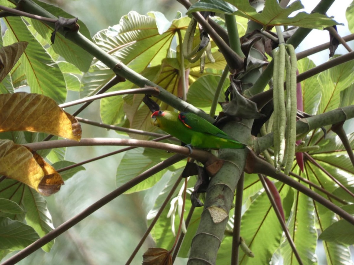 Red-fronted Parrotlet - ML393953481