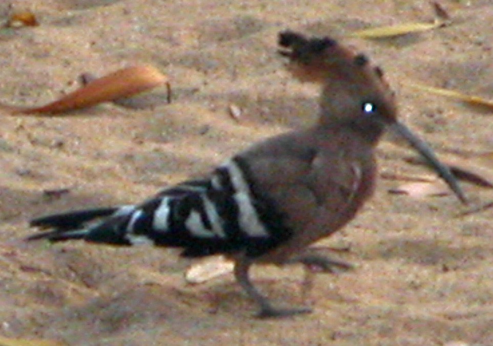 Eurasian Hoopoe - ML393953961
