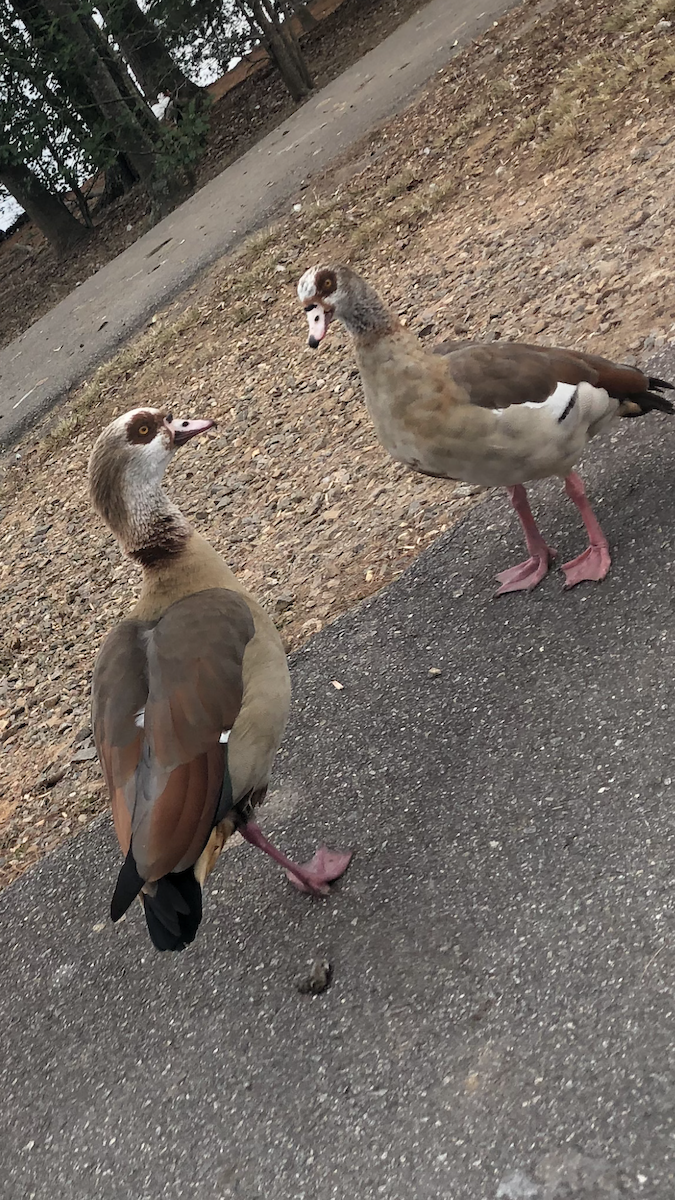 Egyptian Goose - ML393954521