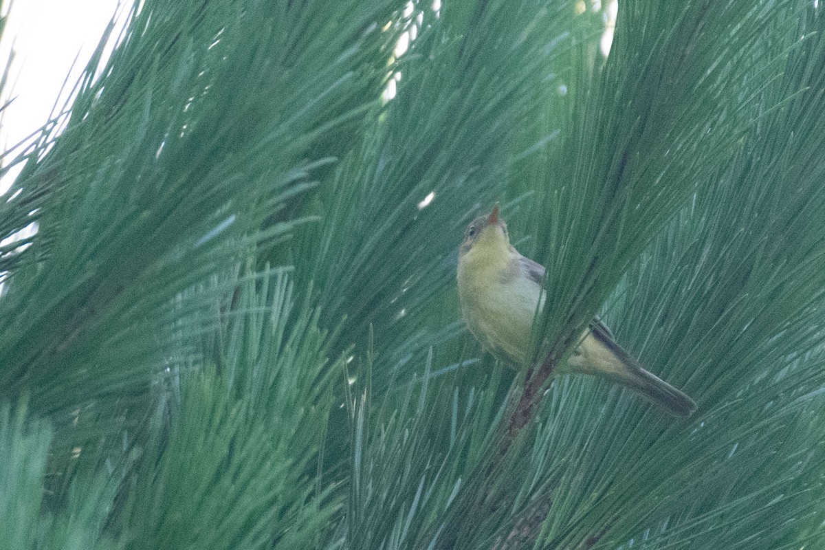 Melodious Warbler - ML393955681