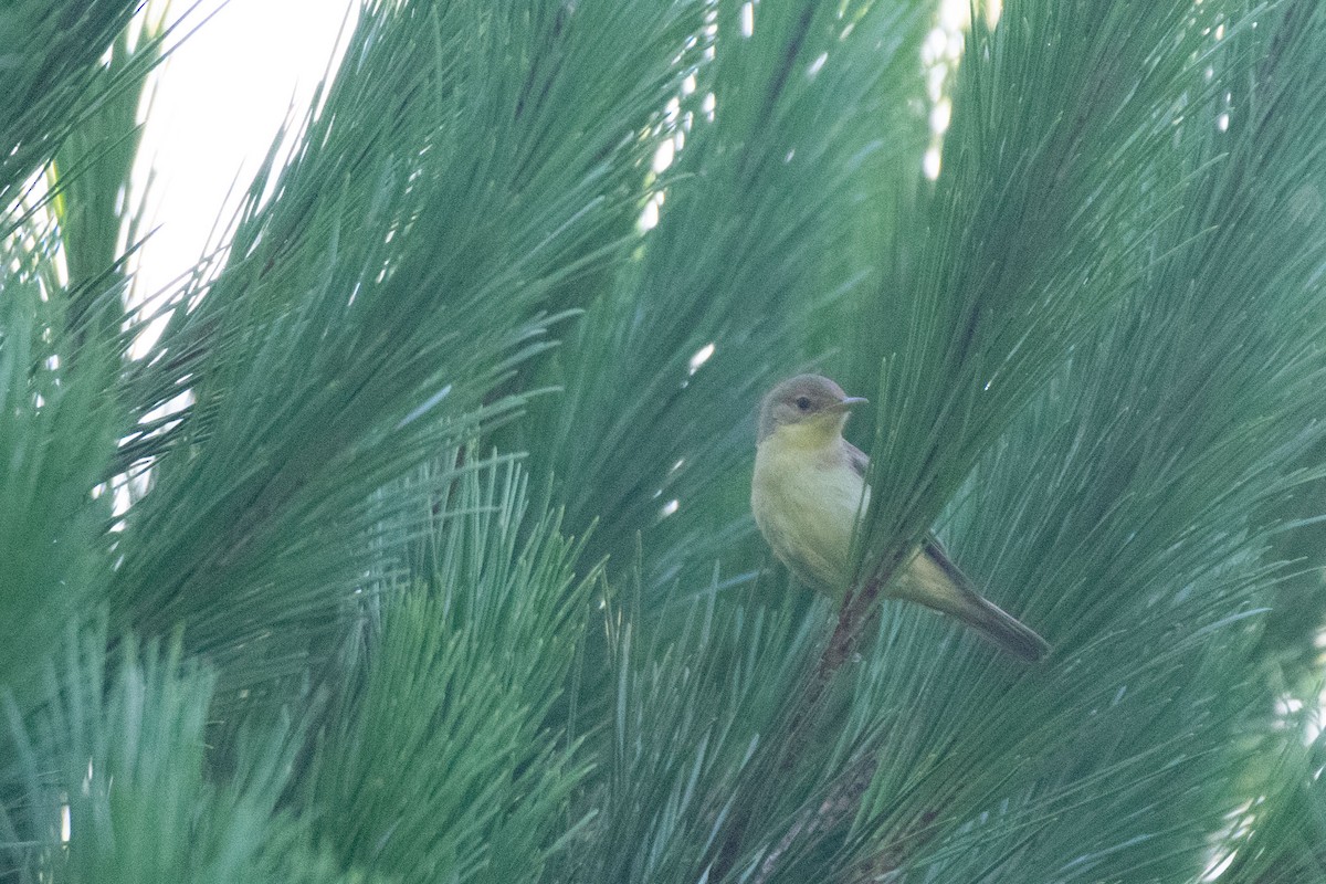 Melodious Warbler - ML393955721