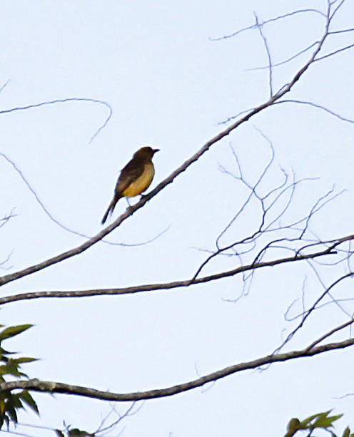 Yellow-breasted Bowerbird - ML393955781