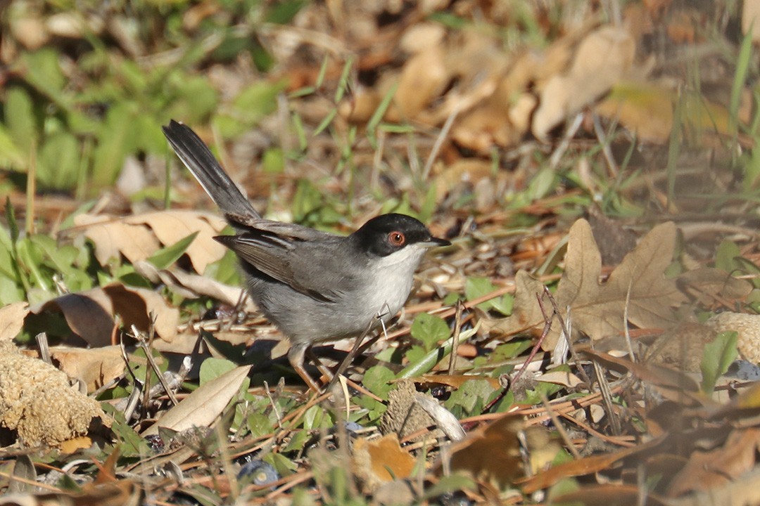 Sardinian Warbler - ML393956151