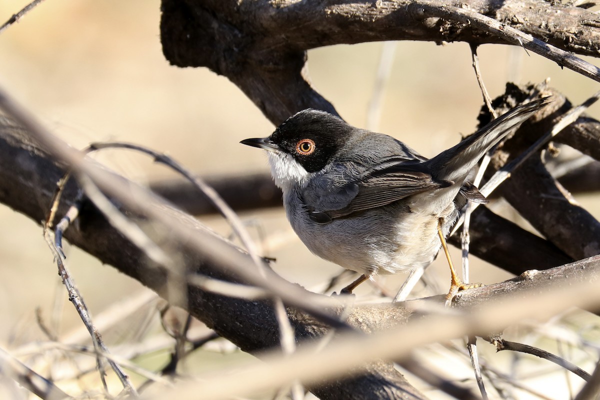 Sardinian Warbler - ML393956171