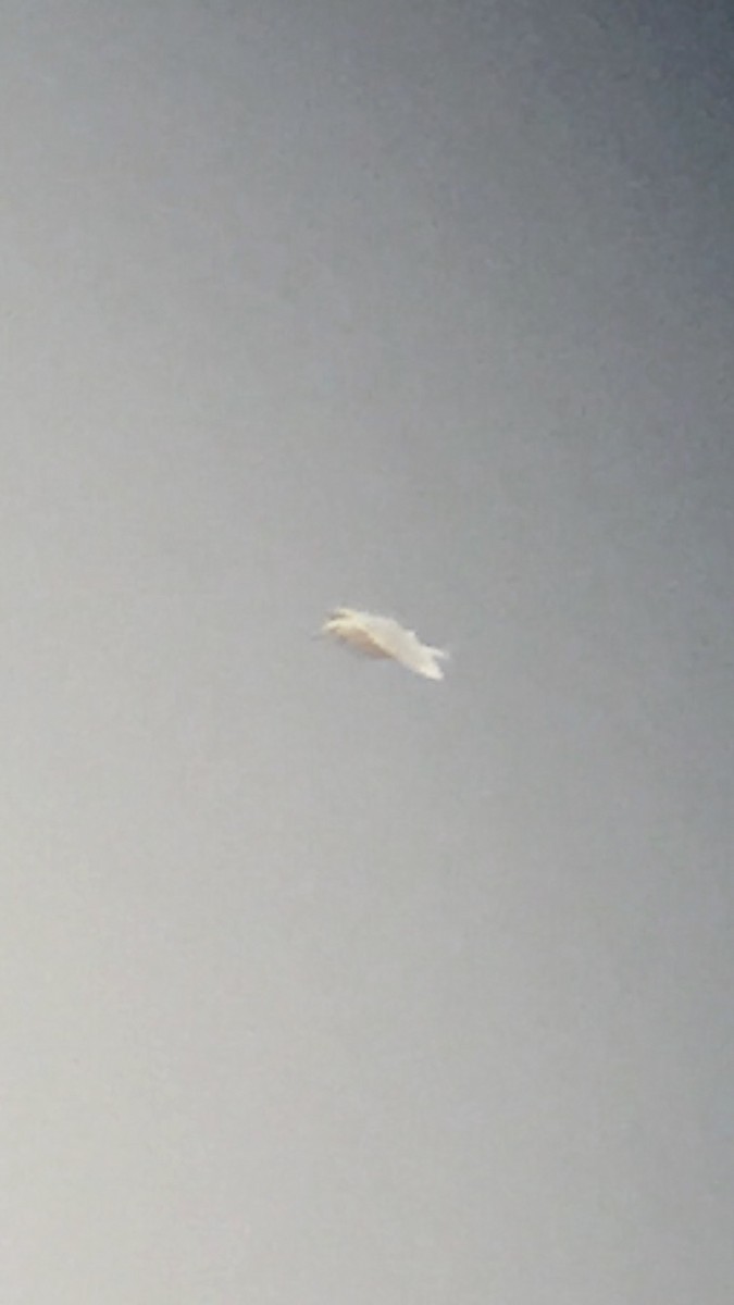 Glaucous Gull - ML393956351