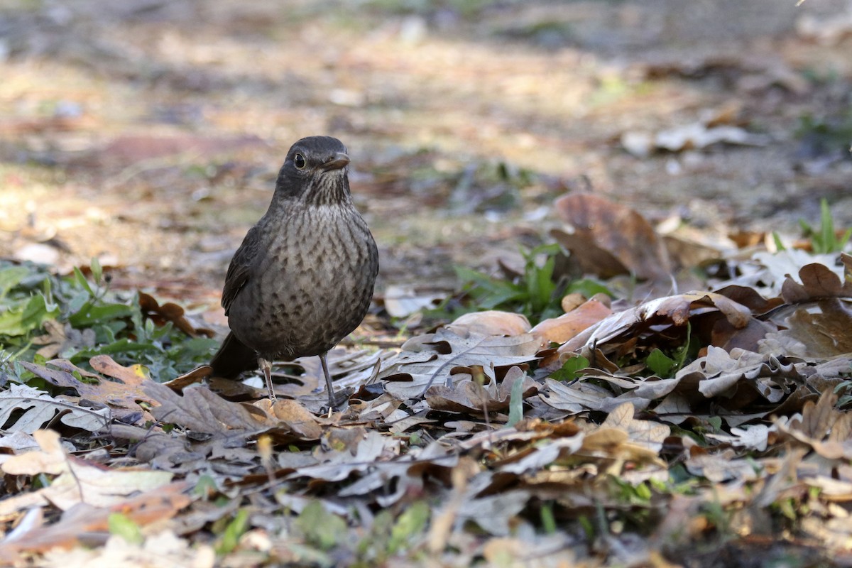 Eurasian Blackbird - Francisco Barroqueiro