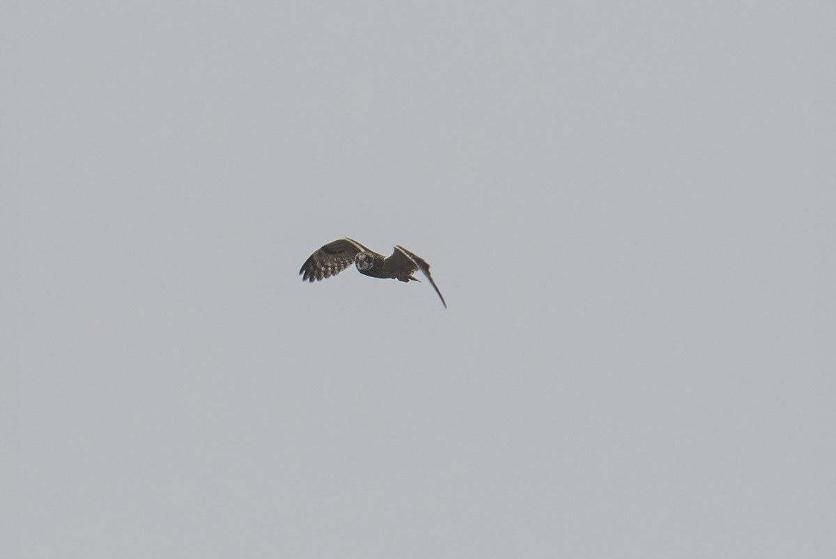 Short-eared Owl - Gary Woods