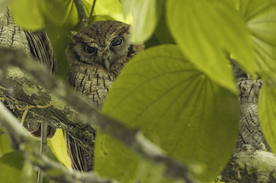 Tropical Screech-Owl - ML393957251