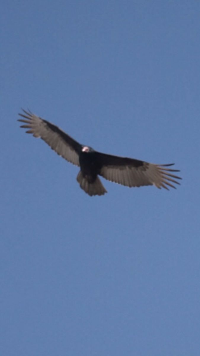 Turkey Vulture - ML393957691